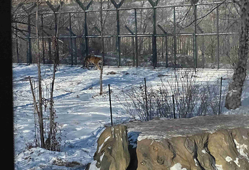 东北虎林园第 337 张图片