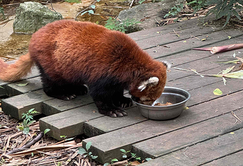 成都大熊猫繁育研究基地第 493 张图片