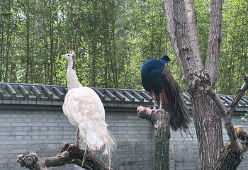 北京野生动物园第 163 张图片