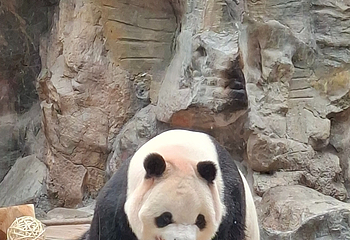 北京动物园第 150 张图片