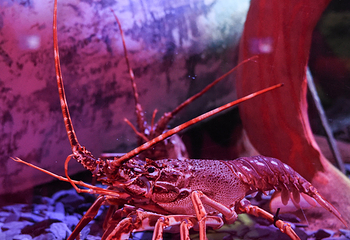 布莱顿海洋生物水族馆第 13 张图片