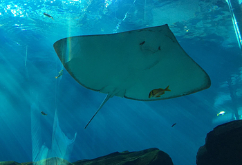 佐治亚水族馆第 12 张图片