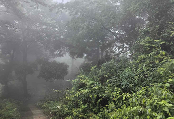 茶山竹海第 21 张图片