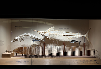上海自然博物馆第 17 张图片