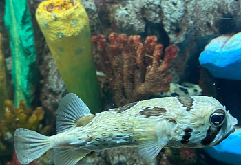 合肥海洋世界第 62 张图片