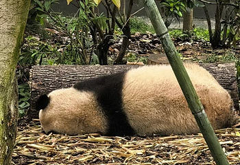成都大熊猫繁育研究基地第 560 张图片