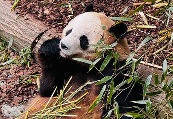 熊猫谷第 116 张图片