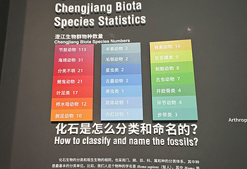 澄江化石地自然博物馆第 16 张图片
