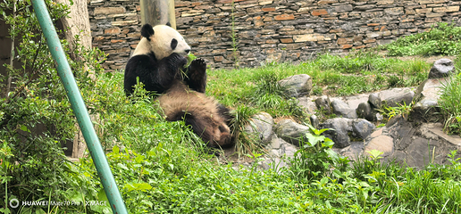 卧龙中华大熊猫苑神树坪基地第 97 张图片