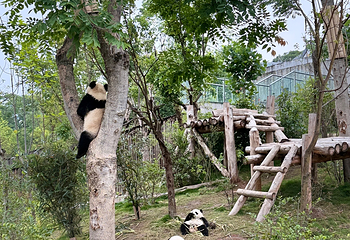 成都大熊猫繁育研究基地第 392 张图片