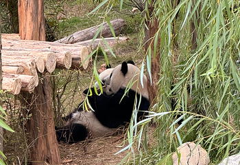 成都大熊猫繁育研究基地第 404 张图片