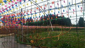 天荷旅游度假区