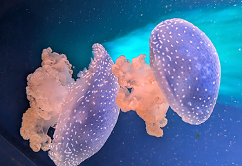 丹麦国立水族馆第 25 张图片