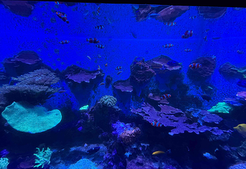 吉隆坡城中城水族馆第 52 张图片