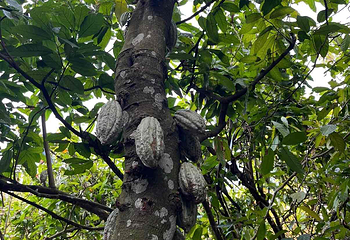 兴隆热带植物园第 60 张图片