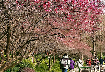 浣花溪公园第 51 张图片