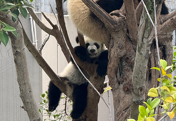 成都大熊猫繁育研究基地第 246 张图片
