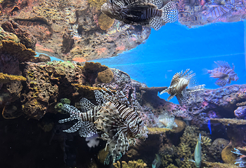 上海海洋水族馆第 92 张图片