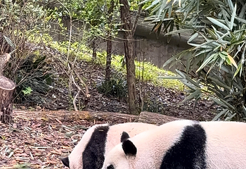 成都大熊猫繁育研究基地第 561 张图片
