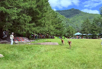 金山鹿苑第 20 张图片