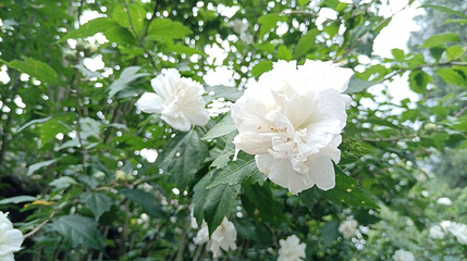 梅兰山公园第 1 张图片
