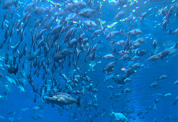 三亚亚特兰蒂斯失落的空间水族馆第 257 张图片