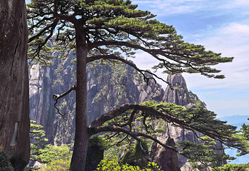 黄山风景区第 154 张图片