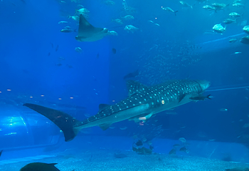 冲绳美丽海水族馆第 138 张图片