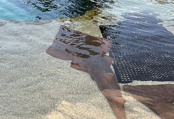 黄金海岸海洋世界第 78 张图片
