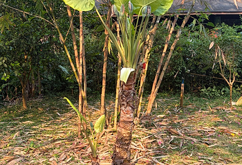 中国科学院西双版纳热带植物园第 173 张图片