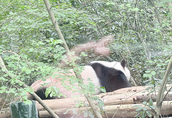 成都大熊猫繁育研究基地第 659 张图片