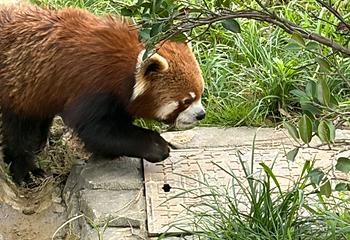 成都大熊猫繁育研究基地第 700 张图片