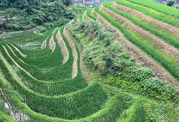 龙脊梯田第 192 张图片