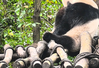 熊猫谷第 105 张图片