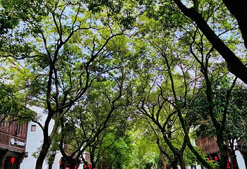 塘栖古镇第 51 张图片