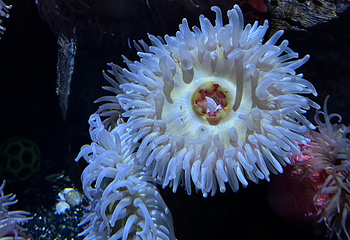 奥兰多海洋生物水族馆第 12 张图片