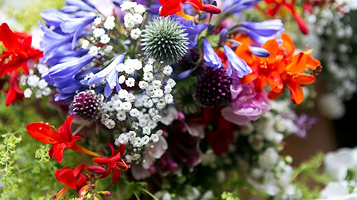 Doolin Garden and Nursery