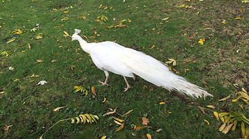 Jardin d’Acclimatation