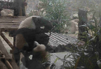 成都大熊猫繁育研究基地第 703 张图片