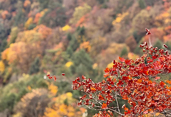 二郎山喇叭河风景区第 135 张图片