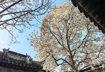 艺圃第 11 张图片
