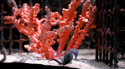 上海长风海洋世界第 28 张图片