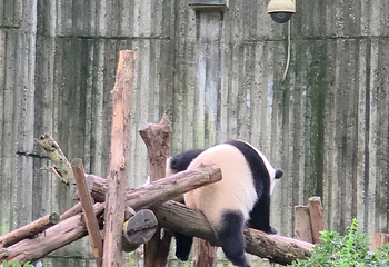 成都大熊猫繁育研究基地第 424 张图片