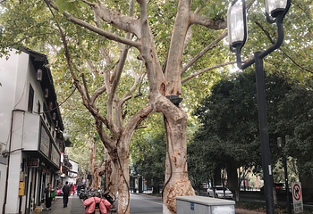 南宋御街第 156 张图片