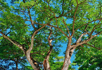 花柏山公园第 75 张图片