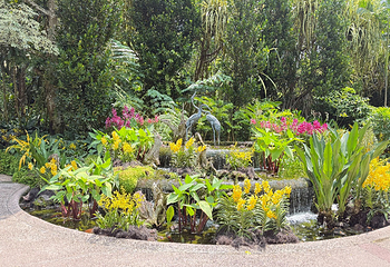 新加坡植物园第 34 张图片