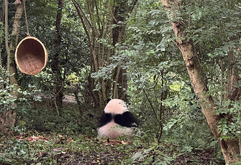 成都大熊猫繁育研究基地第 462 张图片