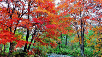 青州红叶谷