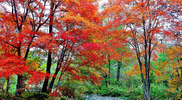 青州红叶谷