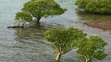 特呈岛-红树林度假村